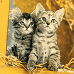 Cute Baby Kittens